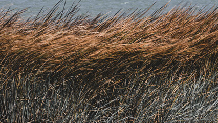 beautiful reeds in the lake