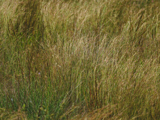 beautiful reeds in the lake