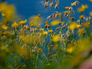 beautiful flowers in the nature
