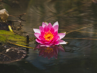 beautiful lotus flower in the forest