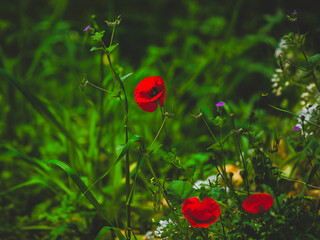 beautiful flowers in the nature