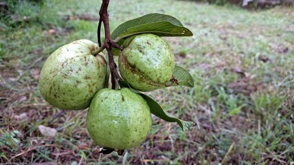 Unripe Green Guava Fruit (Psidium guajava) Hanging on Tree Branch in Tropical Orchard, Close-Up Photo for Agriculture, Farming, Organic Fruit, Natural Food, and Botany Concept