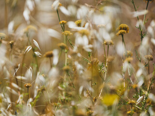 beautiful flowers in the nature