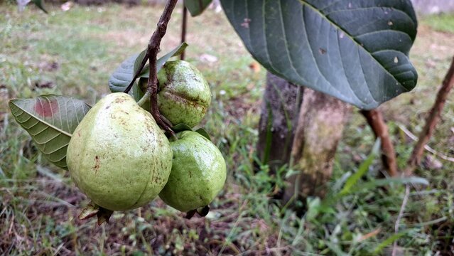 Fresh Unripe Guava Fruits (Psidium guajava) Hanging on Tree in Organic Garden, Tropical Farming Close-Up for Agriculture, Botany, Food Industry, and Nature Background