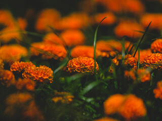 beautiful flowers in the nature