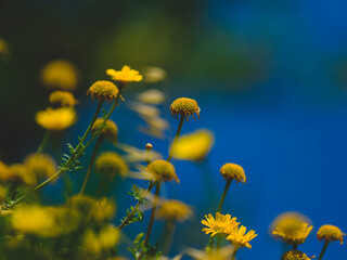 beautiful flowers in the nature