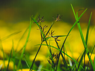 beautiful flowers in the nature