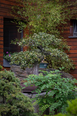 Beautiful and old green bonsai outdoors.