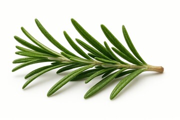 Fototapeta premium Fresh Sprig of Aromatic Rosemary Herb with Green Leaves Isolated on a Clean White Background Culinary Ingredient Still Life