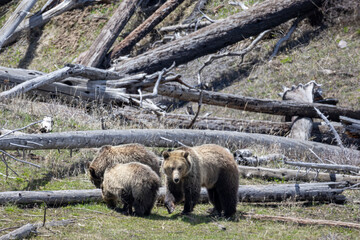 Grizzly Bear Sow and Cubs in Yellowstone National Park Wyoming in Springtime