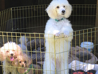 Standard, Miniature and Toy Poodles