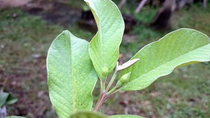 Guava Flower Bloom in Detail on Green Leaves – Psidium guajava White Blossom with Long Stamens – Tropical Garden Plant for Agriculture, Nature, and Botany Concepts