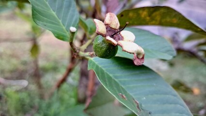 Unripe Guava Fruits (Psidium guajava) Hanging on Tree in Tropical Garden, Natural Fruit Close-Up for Farming, Botanical Research, Agriculture, and Eco-Friendly Themes