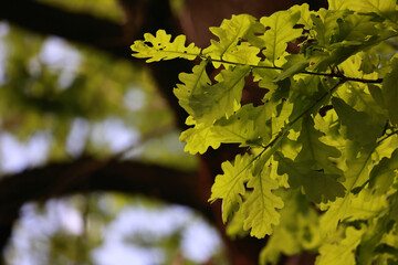 Fresh Young Green Oak Leaves On A Branch, Beautifully Backlit By Warm Sunlight In Spring. Blurred Tree Trunk Background.