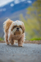 shih tzu dog walks along a mountain road 