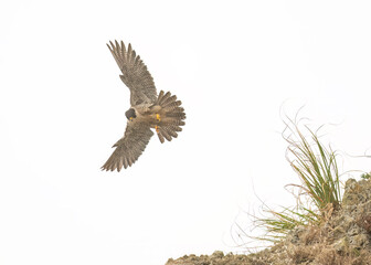 Peregrine falcon, (falco peregrinus)