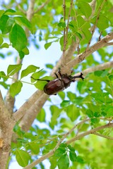 Obraz premium beetle on a tree