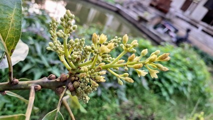 Avocado Tree in Bloom, Tiny Flowers Signaling Future Harvest, Natural Beauty of Tropical Fruit Cultivation