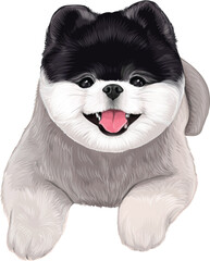 Obraz premium Two colors of Pomeranian chubby puppy smiling dog art of drawing illustration animal cute