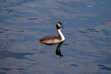 Great Crested Grebe Swimming Gracefully on Tranquil Lake Water