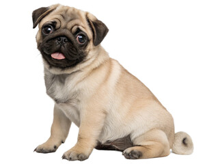 Obraz premium Pug puppy sitting isolated on transparent background 