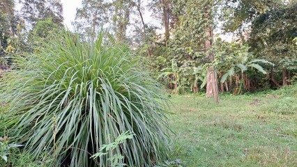 Lush Lemongrass Plant Growing Outdoors in Indonesia: Fresh Green Blades of Cymbopogon Citratus in Natural Sunlight	