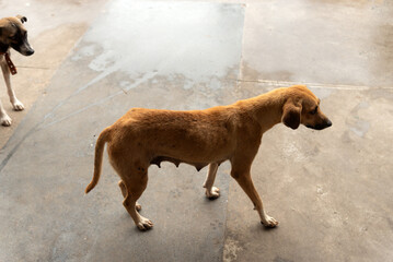 Two caramel brown dogs on the street. Animal without an owner.