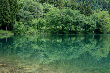 湖面に映る新緑の森　長野県大町市　中綱湖