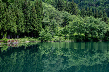 Fototapeta premium 湖面に映る新緑の森 長野県大町市 中綱湖
