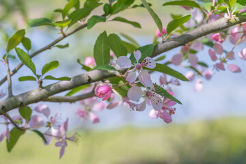 Closeup of the petals of a blooming crabapple.