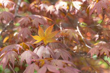A Japanese maple tree growing in a Texas garden.