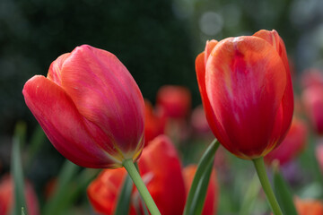 Vibrant tulip flowers blooming in spring.