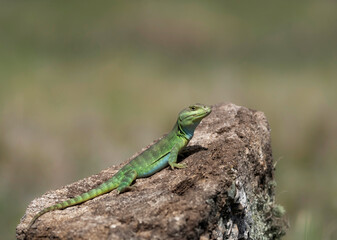 Lagarto endémico de Achala