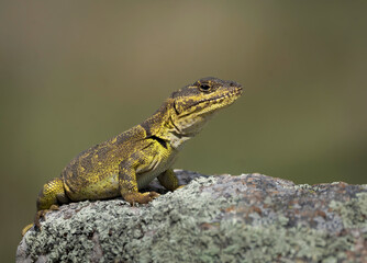Lagarto endémico de Achala