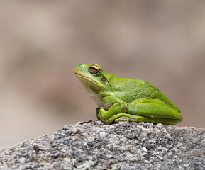 Raniata de Zarzal sentada