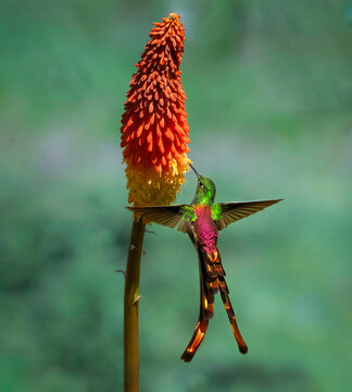 Picaflor cometa libando flor de espalda