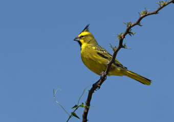cardenal amarillo ave