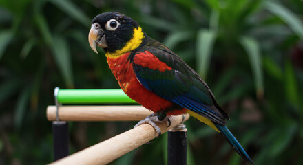 Naklejka premium Spectacled parrot on a perch