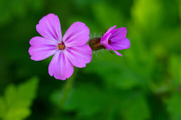 Floating Pink Geraniium 04