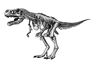 Illustration of a T-Rex skeleton in vintage stipple engraving style isolated on transparent background © HTGanzo