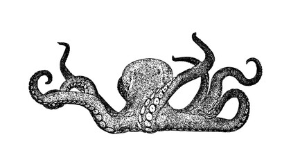 Illustration of an octopus in vintage stipple engraving style isolated on transparent background