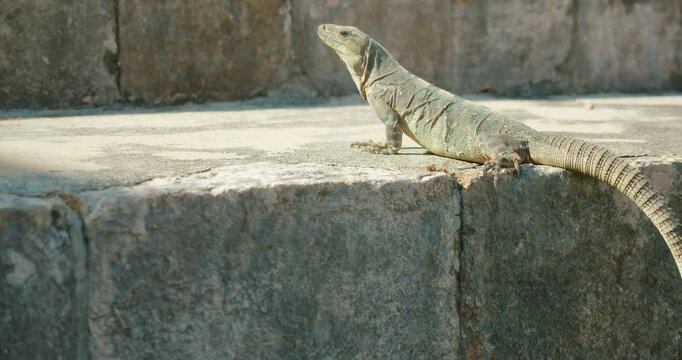 Iguana basking on stone surface in the ancient city ruins during tour in Mexico