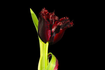 Maroon Van Gogh Tulip 05