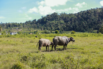 Water Buffalo Calf Nursing in Lush Green Tropical Field