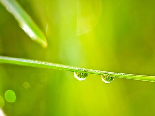 grass with morning dew drops on bright green grass with blurry background.