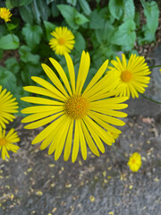 Cup Plant Sunflower 02