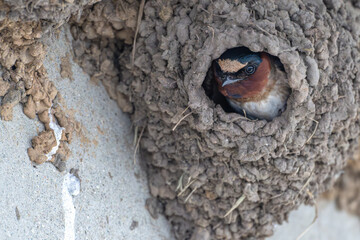 Tree swallow peeks out from its nest.