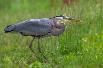 Closeup of a great egret crouching in the grass.