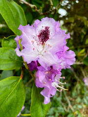 Catawba Rosebay Rhododendron 02