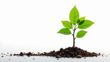 Single tree sapling, vibrant green leaves, stark white, growth, vertical